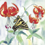 Swallowtail and Tiger Lily